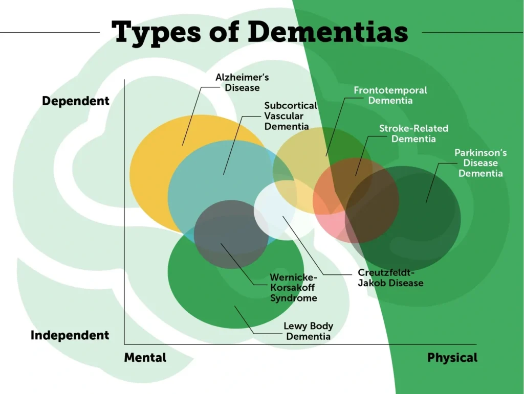 Infographic showing types of dementia including Alzheimer’s, vascular, and Lewy body dementia.