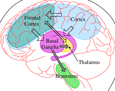 Illustration of brain showing cognitive reserve and neural connections.